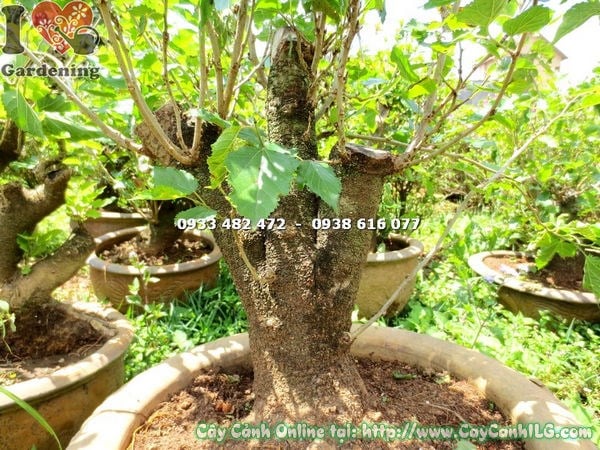 Cây Phôi Bonsai Dâu Tằm (Đường Kính 10cm – Ms: 16109) – Vườn ươm ...