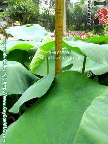Cây Hoa Sen (Cao 65cm – Ms: 03790)