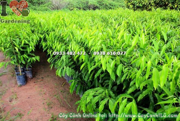 Cây viết giống cao 70cm tán lá xanh mướt