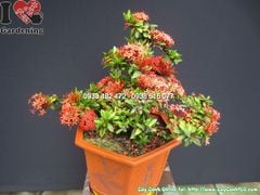 Cây Mẫu Đơn Đỏ Bonsai Đẹp (Cao 40cm, hoành 30cm, Ms:12537)