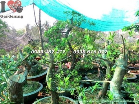 Cây Phôi Vạn Niên Tùng Đài Loan Bonsai Gốc Đẹp (Hoành 40cm  – Ms: 21583)