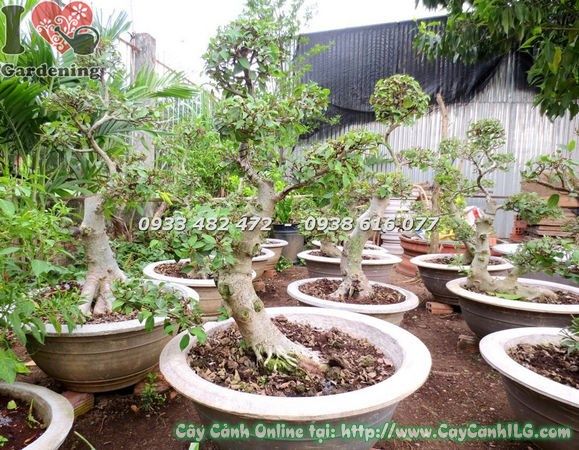 lffel aus bambus Bambus Lffel & Gabel 17cm FSC 100% [100 St.]