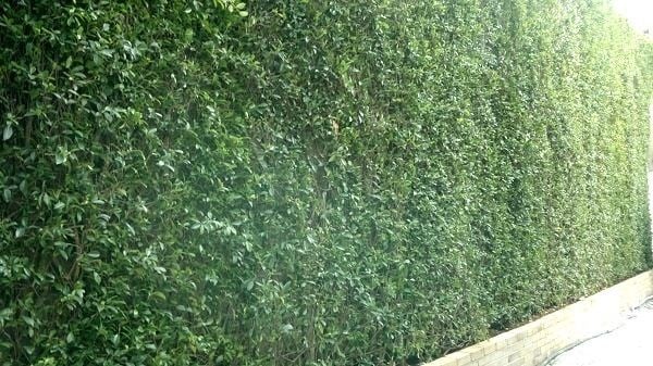 Tường Cây Si – Vườn ươm cây hoa cảnh ILG