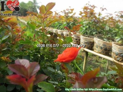 Cây Hoa Hồng Tỉ Muội Màu Đỏ Cam  (Cao 25cm – Ms: 23910)
