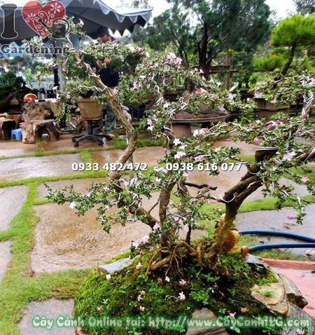 Cây Hồng Loan Mai Bonsai Tiểu Cảnh (Cao 50cm – Ms: 13252)