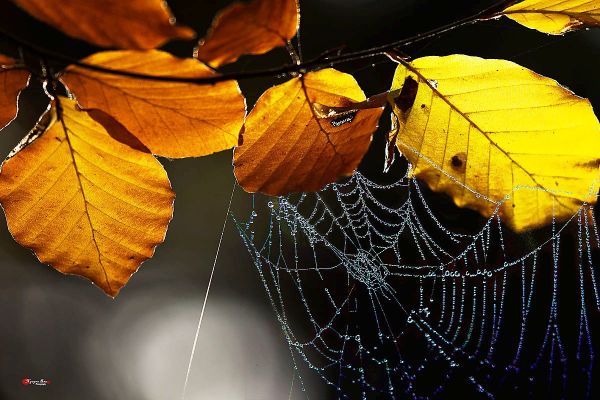 Nhac Hoà Tấu Giảm Stress 50 - Lá thu rơi