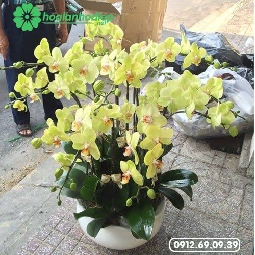 hoa lan hồ điệp vàng