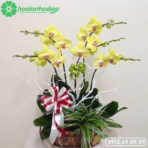 chau hoa lan ho diep vang 5 canh