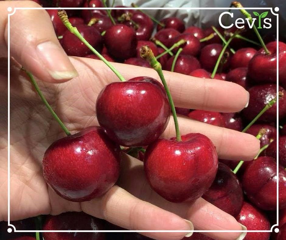 Quả cherry bán ở đâu rẻ
