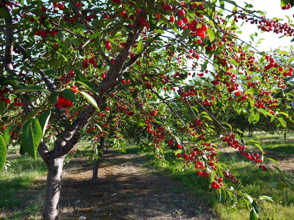 Hình Ảnh Quả Cherry – Trái Cây Cevis