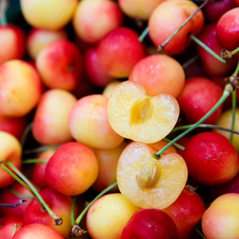 Quả Cherry vàng của Chi lê