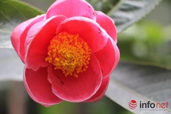 Ý nghĩa 10 loài hoa bạn thường tặng người thân yêu!