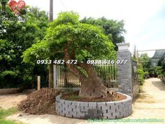 Cây Chiếc Bonsai Cổ Thụ (Ms: 23450)