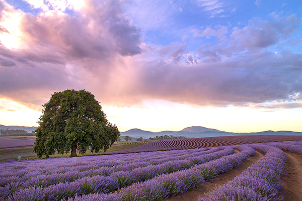 hoa oải hương - hoa lavender