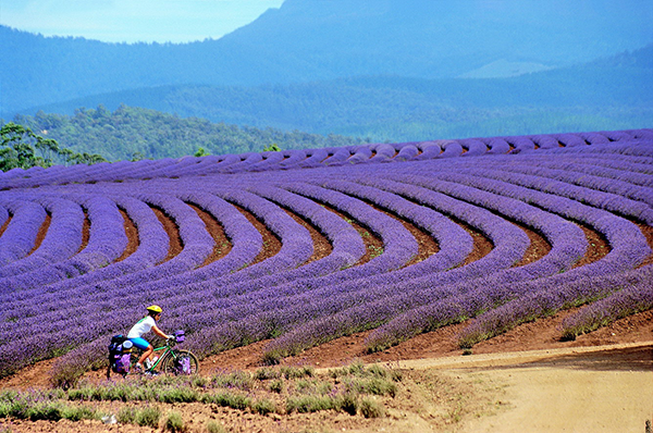 oải hương tím - lavender