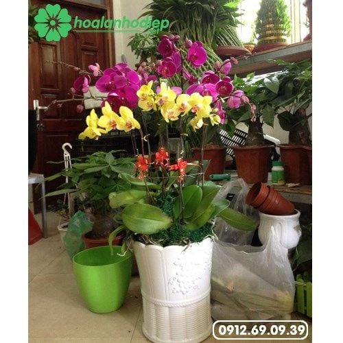 Chậu lan hồ điệp khai trương