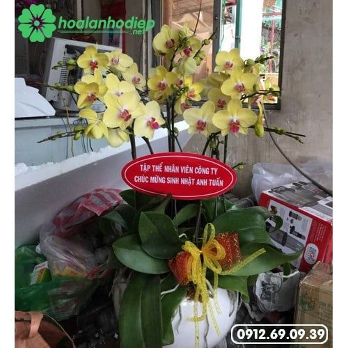 hoa lan hồ điệp tặng sinh nhật