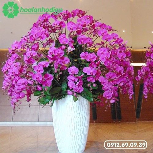 chậu hoa lan hồ điệp khai trương