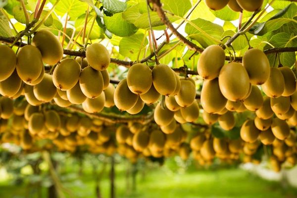 Công dụng của trái Kiwi xanh - ăn đúng mới bổ