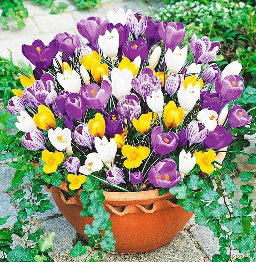 Hướng dẫn trồng hoa nghệ tây từ củ Hướng dẫn trồng hoa nghệ tây từ củ