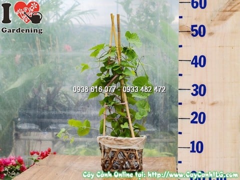 Cây Hoa Tigon Leo Cao 30 cm