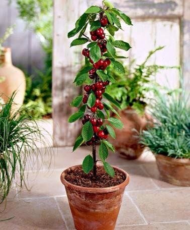 Quả cherry trồng ở Viêt Nam được không