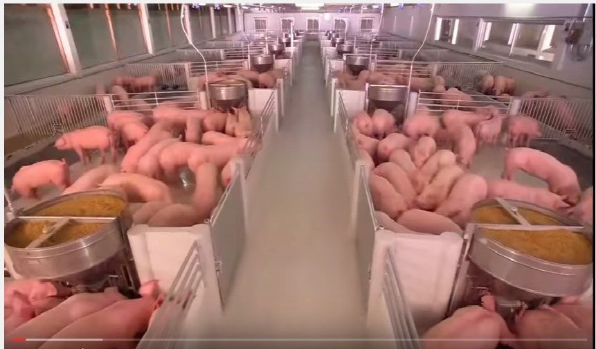 Video Giới thiệu Công ty Cổ Phần Chăn Nuôi C P Việt Nam