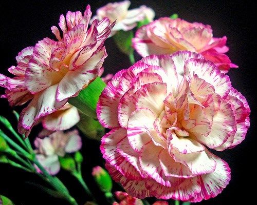 Ý nghĩa 10 loài hoa bạn thường tặng người thân yêu!