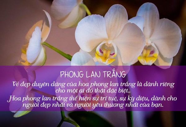 Ý nghĩa 10 loài hoa bạn thường tặng người thân yêu!