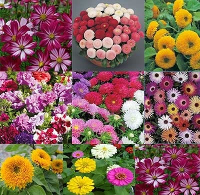 Combo 7 gói hoa từ Anh Quốc mùa thu đông tiết kiệm 39 %