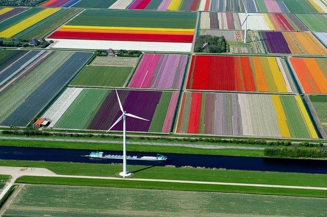 Tulip Fields, The Netherlands - cánh đồng hoa tu lip