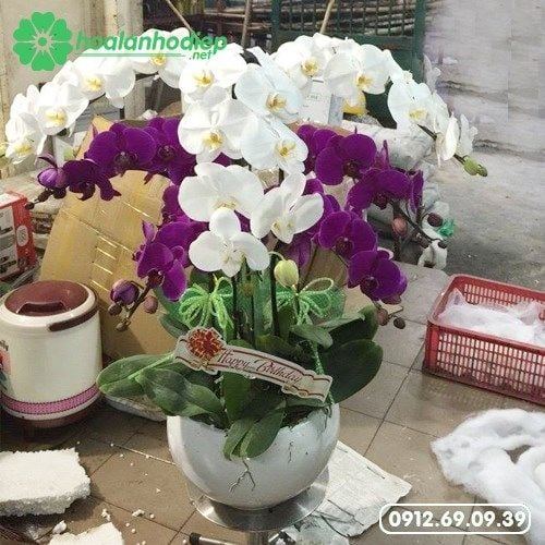 hoa lan hồ điệp tặng cha
