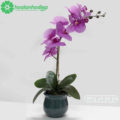 chau hoa lan ho diep 1 canh dep