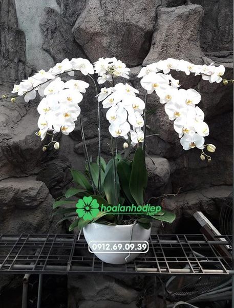 Hoa lan hồ điệp trắng 6 cành LHD-36
