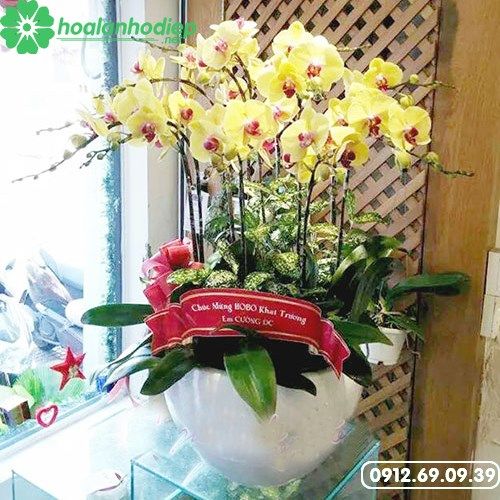 Lan hồ điệp vàng khai trương
