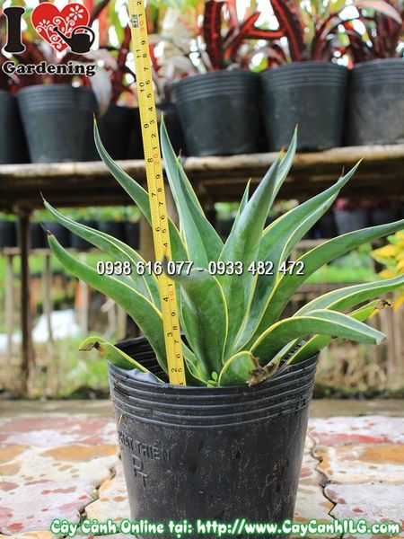 Cây Agao Xanh Sọc Vàng Cao 20 cm
