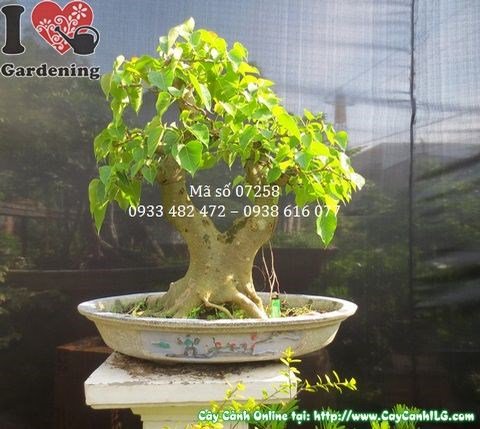 Cy B  Bonsai (Cao 67cm, honh 41cm  Ms: 07258)  Vn m cy hoa cnh  ILG