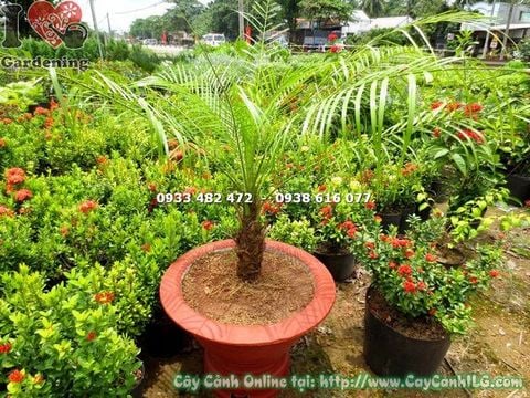 Cây Chà Là Nga Mi (Cao 50cm – Ms: 17574)