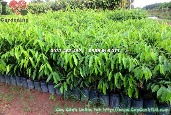 Cây viết giống 70cm thân thẳng bộ rễ tốt