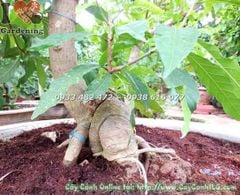 Cây Lộc Vừng Bonsai (Cao 80cm – Ms: 18381)