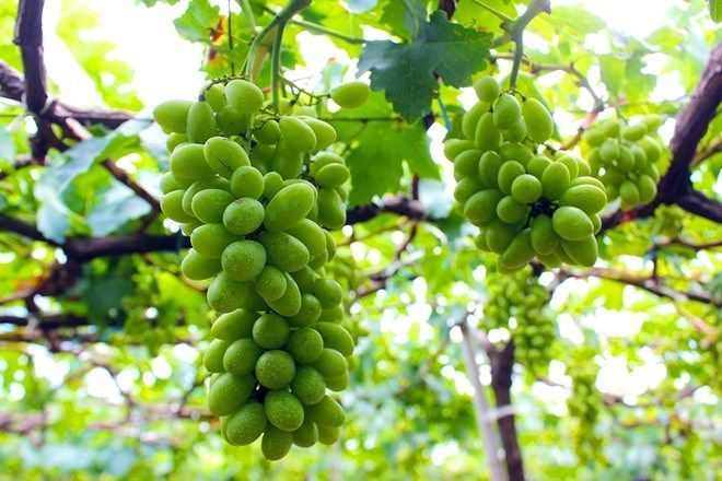 Nho mẫu đơn có gì đặc biệt hơn nho khác