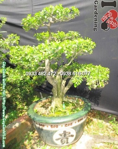 Cây Quý  Bonsai Già Đẹp (Cao 100cm, hoành 37cm – Ms:12798)