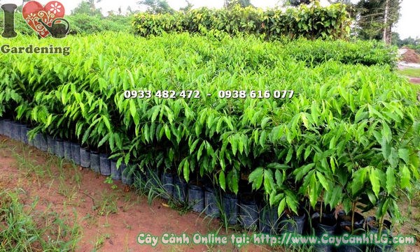 Cây viết giống cao 70cm - Ms 17868