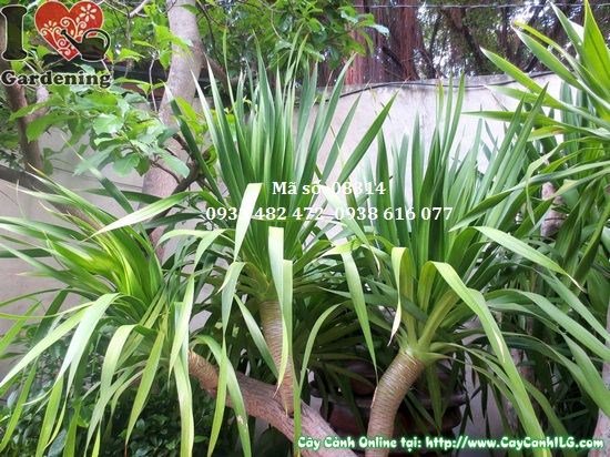 Chi tiết cây Phát Tài Núi Cao 2,5m – Ms 08314 tại ILG