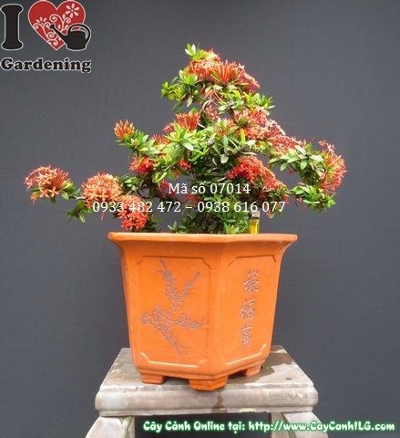 Cây Hoa Trang Đỏ Bonsai Đẹp (Cao 40cm, hoành 30cm, Ms: 07014)