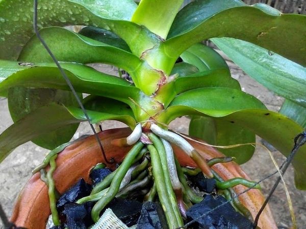 Cách chăm sóc hoa lan hồ điệp đúng cách